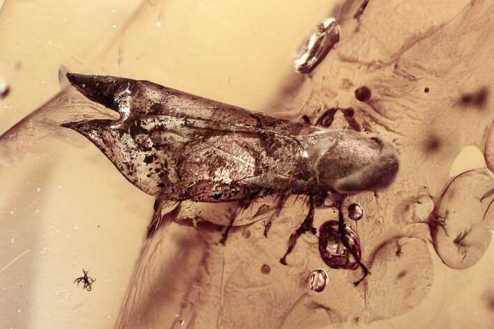 Detailed Fossil Leafhopper (Cicadellidae) In Baltic Amber #367479